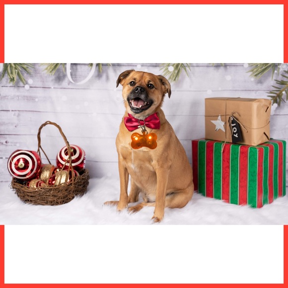 Help review on Amazon 
Led collars light with no delivery charge - Picture 5 of 5